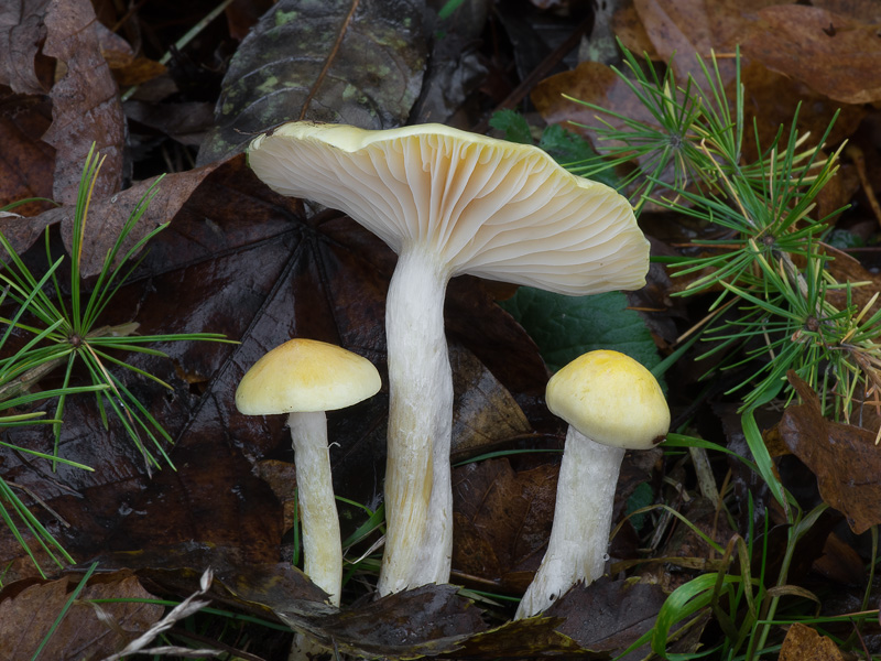 Hygrophorus lucorum